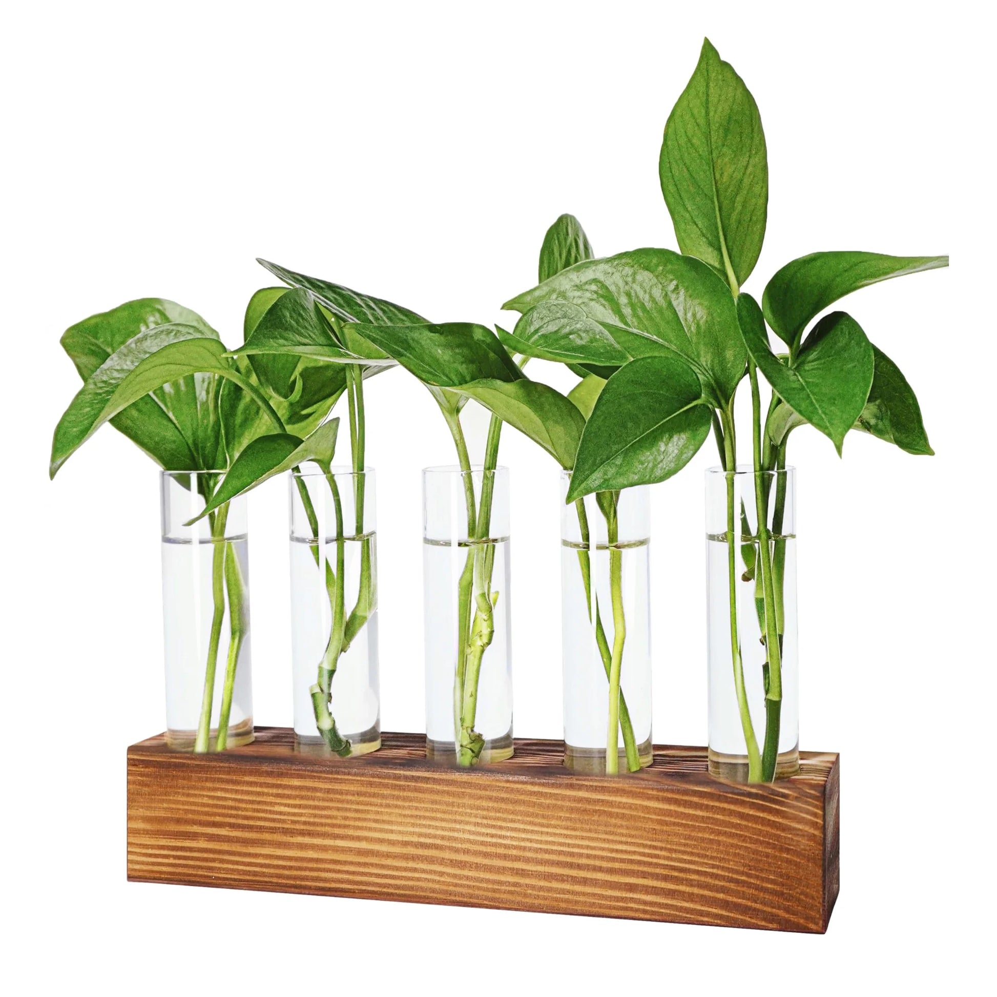 5 PCS Glass Test Tube Vases Plant Propagation Stations, Desktop Glass Plant Terrarium with Wooden Stand for Office Home Garden Wedding